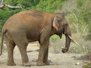 Elephant eating fruit