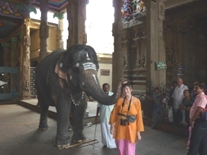 Temple elephant, madurai